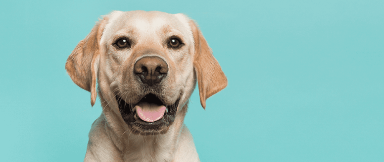 chien